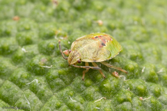 Ditomotarsus punctiventris