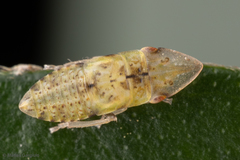 Hespenedra chilensis