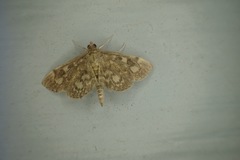Anania coronata