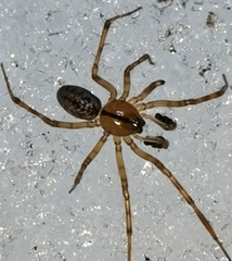 Stemonyphantes lineatus