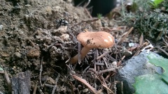 Infundibulicybe squamulosa