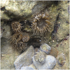 Anthopleura mariae