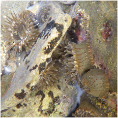 Anthopleura mariae
