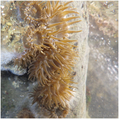Anthopleura mariae