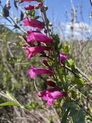 Penstemon × parishii