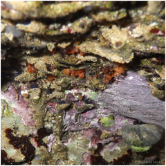 Metandrocarpa taylori