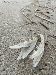 Alepisaurus