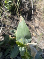 Penstemon × parishii
