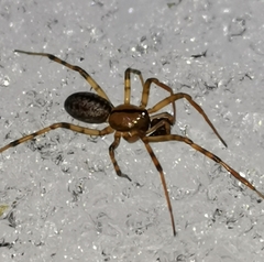 Stemonyphantes lineatus