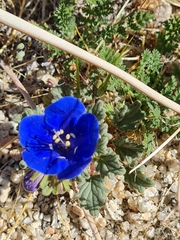 Phacelia nashiana