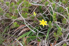 Hypoxis stellipilis