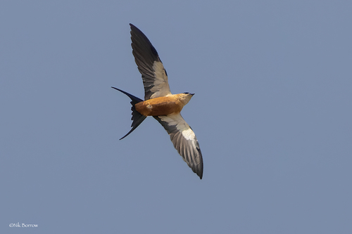 Mosque Swallow