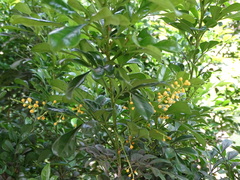 Ficus religiosa