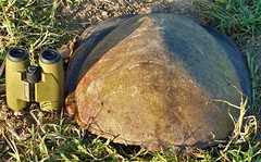 Cycloderma frenatum