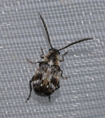 Bruchidius bimaculatus