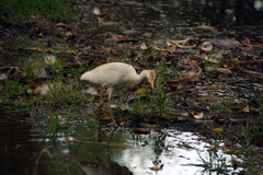 Bubulcus ibis
