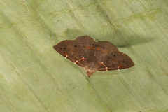 Antiblemma lacteigera