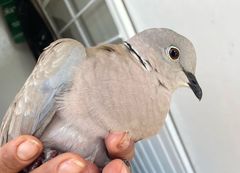 Streptopelia decaocto