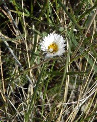Erigeron compositus