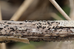 Leptosphaeria acuta