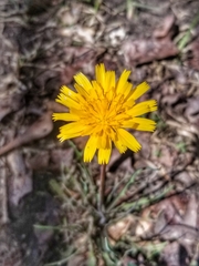 Krigia dandelion