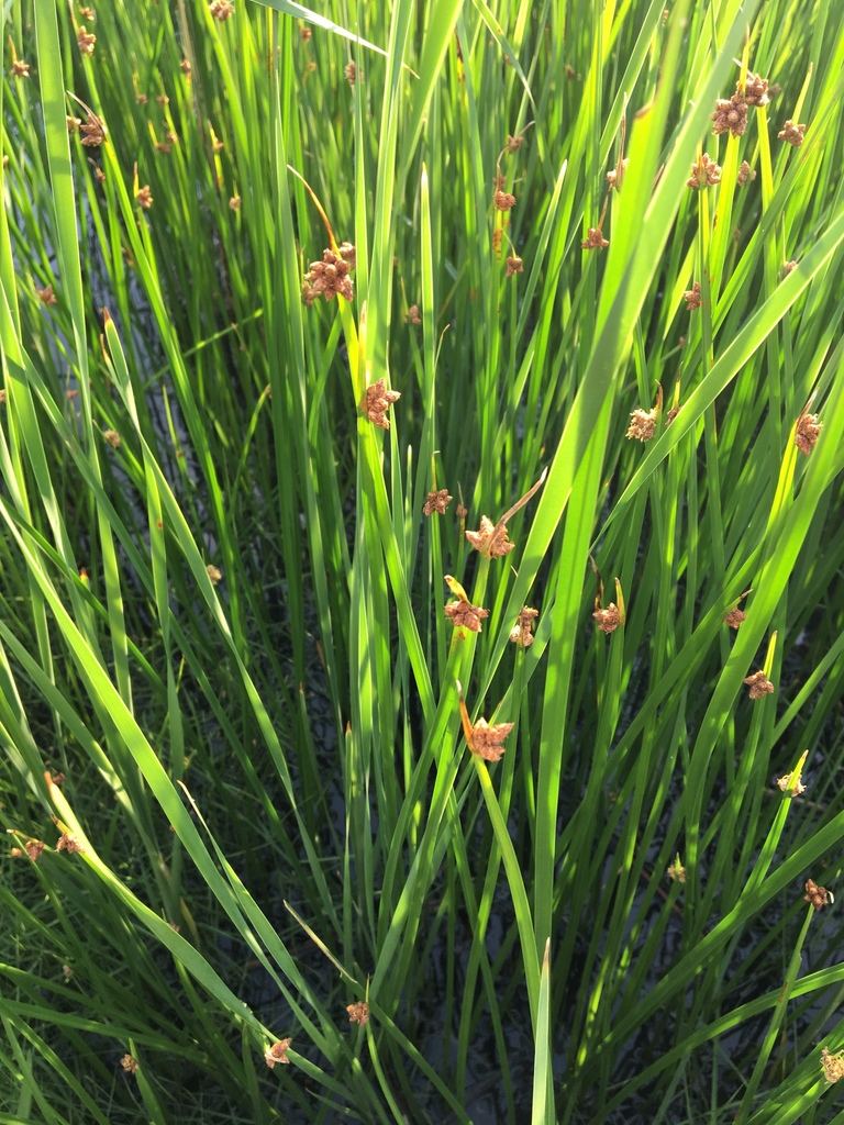 Schoenoplectus Bulrushes from Blackwater National Wildlife Refuge ...