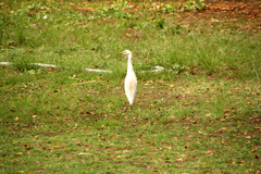 Bubulcus ibis