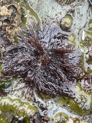 Microcladia borealis