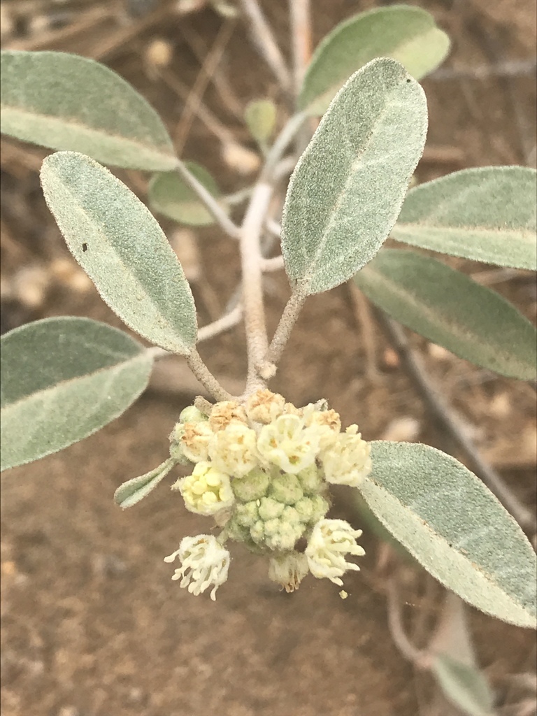 California croton