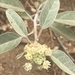 Croton californicus - Photo Oikeuksia ei pidätetä, lähettänyt Ingo Renner