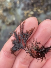 Microcladia borealis