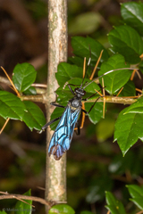 Dotocryptus bellicosus