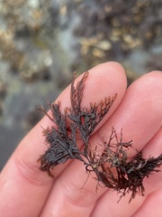 Microcladia borealis