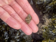 Nucella canaliculata