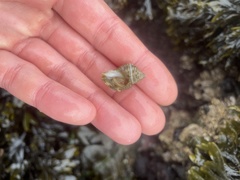 Nucella canaliculata