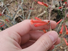 Penstemon subulatus