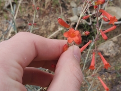Penstemon subulatus