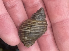 Nucella canaliculata