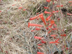 Penstemon subulatus