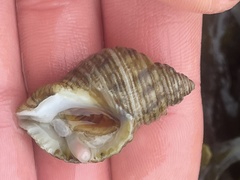 Nucella canaliculata