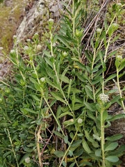 Corrigiola telephiifolia