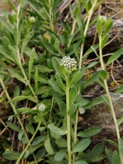 Corrigiola telephiifolia