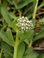 Corrigiola telephiifolia