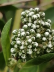 Corrigiola telephiifolia