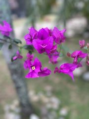 Bougainvillea
