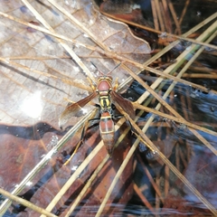 Polistes oculatus