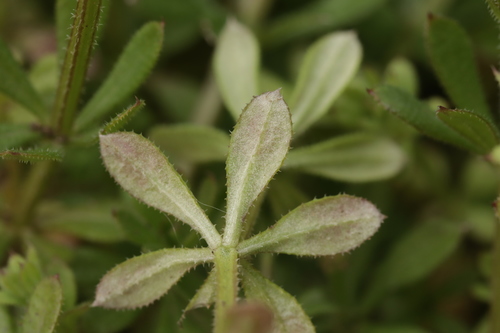 Mildio (Peronospora sp.)
