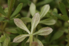 Peronospora aparines