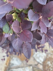 Loropetalum