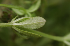 Peronospora aparines